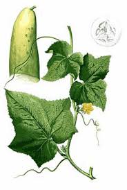 Image result for Cucumis sativus