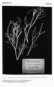 Image result for Deverra burchellii