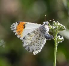 Image result for Sartidia angolensis