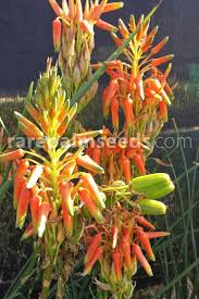 Image result for Hymenodictyon parvifolium