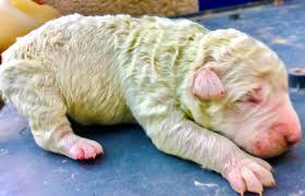 Yep Green Puppies Are A Real Thing Science