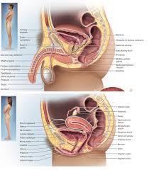 Found to either side of the groin area along the inside of the thigh, the groin muscles all find their origins on the pubic bone. Is The Uterus In The Female Body Located In The Groin Quora