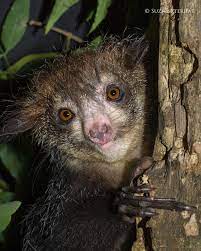 Aye Aye Botanical And Zoological Garden Of Tsimbazaza Madagascar Aye Ayes Have Long Skinny Fingers That Seize Grubs Zoological Garden Aye Aye Cute Pictures