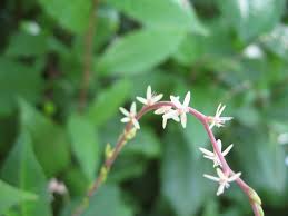 Image result for Petiveria