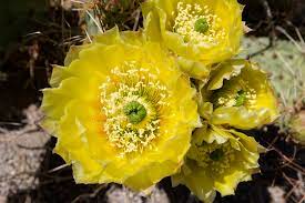 Shot of a tall cactus blooming with pink flowers; Opuntia Prickly Pear A To Z Flowers