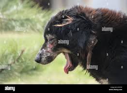 Image result for scabies dogs detail