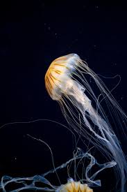 Jelly Fish Jellyfish Wallpaper Diy Crafts Fish Wallpaper Iphone