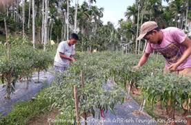 Kondisi transmigran kaltara, kalimantan bertahan hidup di tengah lahan просмотров 26 тыс.год назад. Petani Aceh Semangat Kembangkan Desa Pertanian Organik