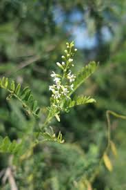 Image result for Polycarpaea eriantha