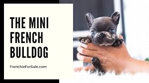 The french bulldog has the appearance of an active, intelligent, muscular dog of heavy bone, smooth. The Mini French Bulldog Frenchieforsale Com