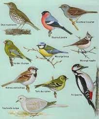 oiseaux de nos jardins 2 animals bird birds