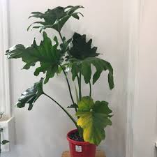 Philodendron 'little hope' (thaumatophyllum selloum 'little hope') 6in. Thaumatophyllum Bipinnatifidum Little Hope Syn Philodendron Bipinnatifidum Little Hope Philodendron Selloum Little Hope Tree Philodendron Little Hope Uploaded By Gnatrix
