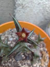 Image result for Orbea schweinfurthii