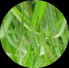 Image result for Aeschynomene glauca