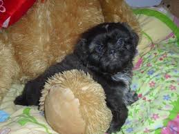 Maybe you would like to learn more about one of these? Shih Tzu Akc Reg Female Puppy For Sale In Orlando Florida Classified Americanlisted Com
