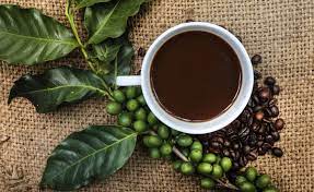 Kaffee Aus Eigenem Anbau Kaffeepflanze Fettverbrennende Lebensmittel Schlankmacher