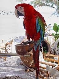 صور الببغاء اجمل 25 صورة لأجمل الببغاوات في العالم بنوته كافيه macaw parrot animals pet bird