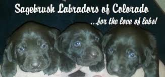 Labs are sociable, affectionate, and loyal. Akc Registered Chocolate Labrador Retriever Puppies For Sale In Pueblo Colorado Classified Americanlisted Com