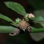 Image result for Struchium