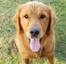 Golden Retriever Puppies Of West Texas Home Facebook