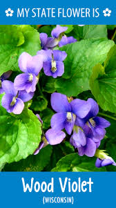 We did not find results for: Hometalk State Flowers Wisconsin State Flowers Wisconsin