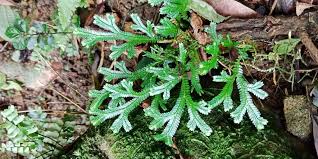 Image result for Selaginella kivuensis