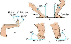 normal values for ankle movements a b flexion