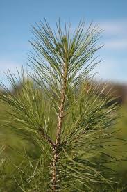 Image result for Pinus