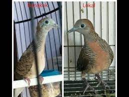 2292019 17 cara membedakan ciri fisik perkutut lokal dan perkutut bangkok setelah memiliki kemampuan dalam menilai suara perkutut menggunakan ciri fisik anda dapat membeli perkutut yang bagus. Ciri Ciri Perbedaan Perkutut Lokal Dan Perkutut Bangkok Youtube