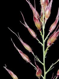 Image result for Olyra latifolia