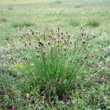 Image result for Schoenus