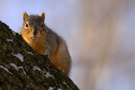 Fox Squirrel