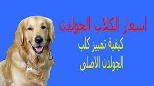 اسعار الكلاب الجولدن 2019 كيفية معرفة كلب الجولدن الاصلى بيور golden retriever animals retriever