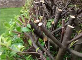 Best hedge trimming and pruning tools there are a few tools that you can use to help make trimming an overgrown hedge much easier. How Do I Rejuvenate Overgrown Laurel Hedges Hopes Grove Nurseries