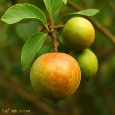 Image result for Vangueria