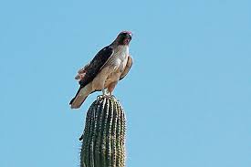 Go tell it to birds: The Saguaro Cactus And Its Greedy Guests Kuriositas