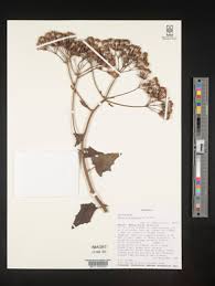 Image result for Gynura scandens