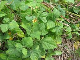 Image result for Rhynchosia