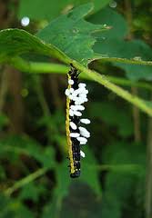 Catalpa trees are easily identified by their scaly grayish. Catalpa Tree Ncpedia
