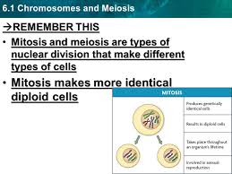 Generally in animal cell mitosis only occurs in diploid. Section 6 1 Chromosomes Meiosis Ppt Video Online Download