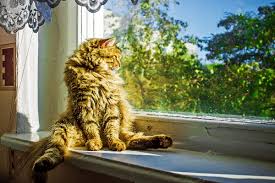 A cat's normal body temperature is 101 to 102 degrees cats are susceptible to dental disease, heat stroke, poisoning, motion sickness and other diseases and infections which may cause them to stick out their. Heat Stroke In Cats Symptoms Treatment And Prevention Catster