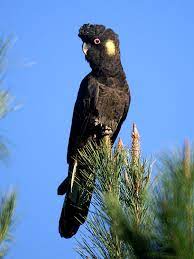 Yellow-tailed black cockatoo - Wikipedia