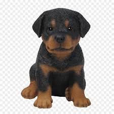 Check spelling or type a new query. Mini Rottweiler Chihuahua