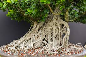 Image result for Grewia microcarpa