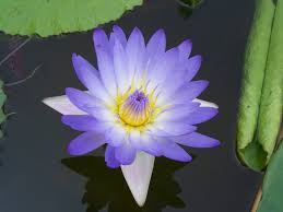 Image result for Nymphaea nouchali