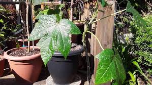 Image result for Vasconcellea pubescens