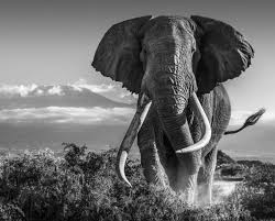 Olifant David Yarrow Wildlife Photography Elephants Photos