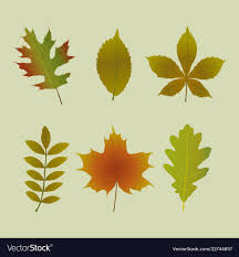 coloring book set of autumn tree leaves shapes printable