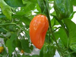 Image result for Capsicum