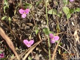 Image result for Canscora kirkii